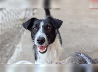 Powerpaket Laika, 1 Jahr, sucht ihresgleichen