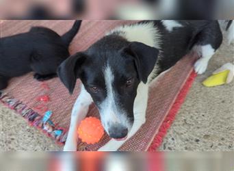 Powerpaket Laika, 1 Jahr, sucht ihresgleichen