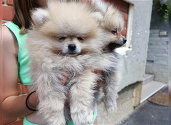 Pomeranian