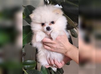 Pomeranian