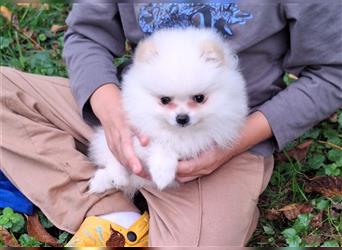 Pomeranian