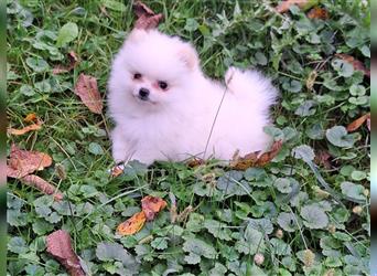 Pomeranian