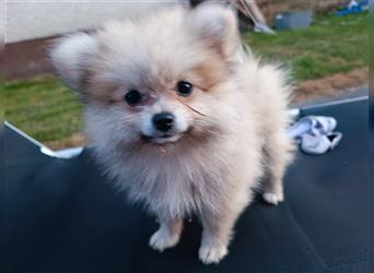 Pomeranian