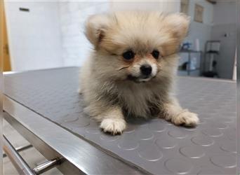 Pomeranian