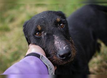 VIKTOR - der Terrier-Mix Rüde träumt von tollen Abenteuern mit seiner eigenen Familie!