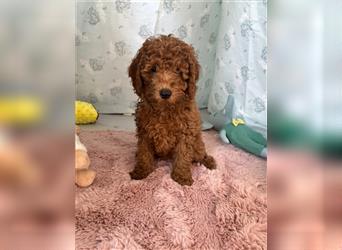 Wunderschöne Mini/Medium Goldendoodle Welpen in Rot/Apricot zu verkaufen