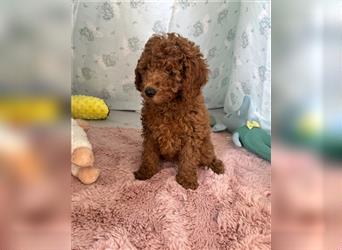 Wunderschöne Mini/Medium Goldendoodle Welpen in Rot/Apricot zu verkaufen