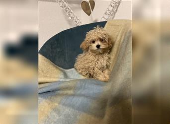 Wunderschöne Mini/Medium Goldendoodle Welpen in Rot/Apricot zu verkaufen