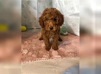 Wunderschöne Mini/Medium Goldendoodle Welpen in Rot/Apricot zu verkaufen