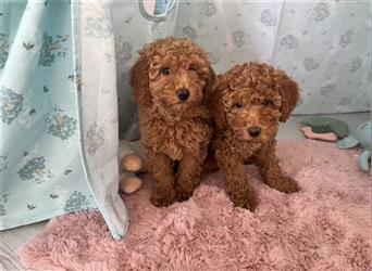 Wunderschöne Mini/Medium Goldendoodle Welpen in Rot/Apricot zu verkaufen