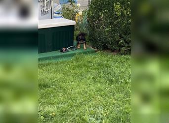 Schäferhund Welpen Hündinnen