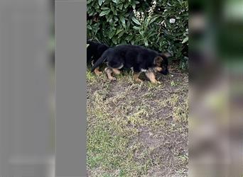 Schäferhund Welpen Hündinnen