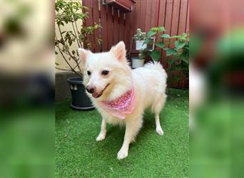 Jackie-SR, liebe Hündin sucht nette Familie