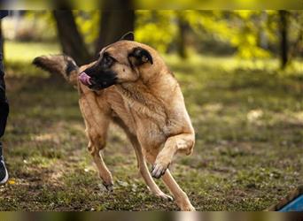 TARIK - ein Muss für alle Schäferhund-Fans!