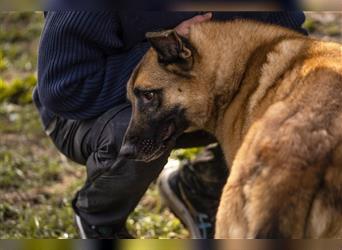 TARIK - ein Muss für alle Schäferhund-Fans!