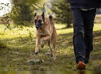 TARIK - ein Muss für alle Schäferhund-Fans!