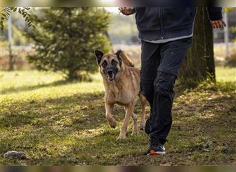 TARIK - ein Muss für alle Schäferhund-Fans!