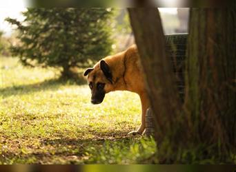 TARIK - ein Muss für alle Schäferhund-Fans!