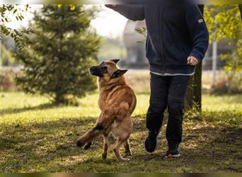 TARIK - ein Muss für alle Schäferhund-Fans!