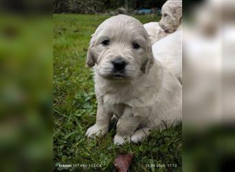 Golden Retriever Welpen