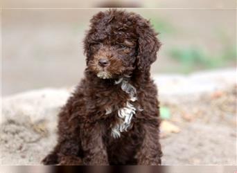 Lagotto Romagnolo