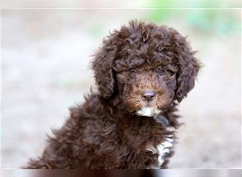 Lagotto Romagnolo