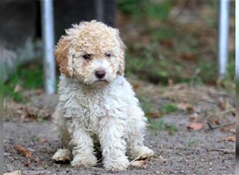 Lagotto Romagnolo