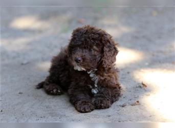 Lagotto Romagnolo