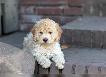 Lagotto Romagnolo