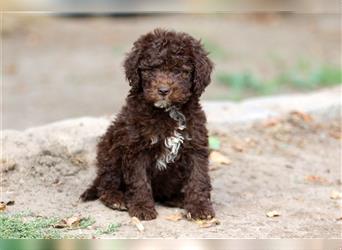 Lagotto Romagnolo