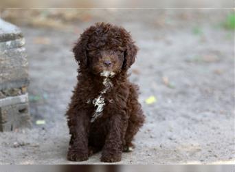 Lagotto Romagnolo