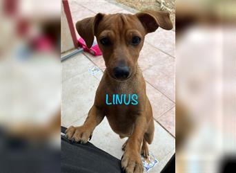 ❤️LINUS❤️, Pinscher