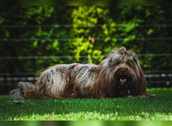 Tibet-Terrier welpen von der Flöckchenoase