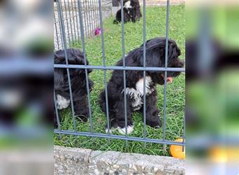 Tibet-Terrier welpen von der Flöckchenoase