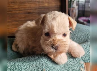 American Schnauzer