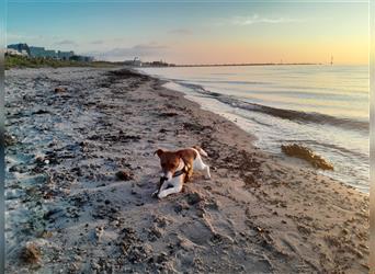 Jack Russel Terrier