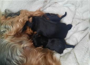 yorkshire terrier kleinbleibend