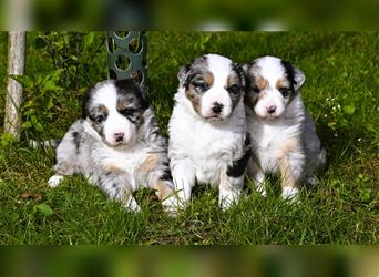 extrem hübsche , bestens sozialisierte Australian Shepherd Welpen aus kontollierter Zucht