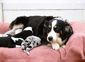 extrem hübsche , bestens sozialisierte Australian Shepherd Welpen aus kontollierter Zucht