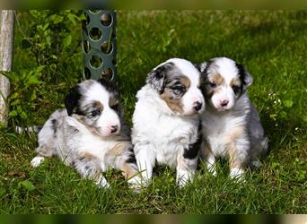 extrem hübsche , bestens sozialisierte Australian Shepherd Welpen aus kontollierter Zucht