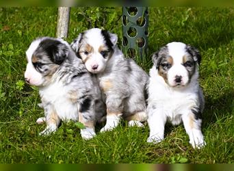 extrem hübsche , bestens sozialisierte Australian Shepherd Welpen aus kontollierter Zucht