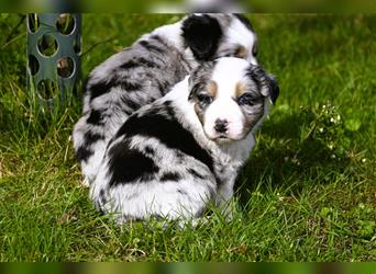 extrem hübsche , bestens sozialisierte Australian Shepherd Welpen aus kontollierter Zucht