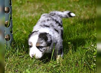 extrem hübsche , bestens sozialisierte Australian Shepherd Welpen aus kontollierter Zucht