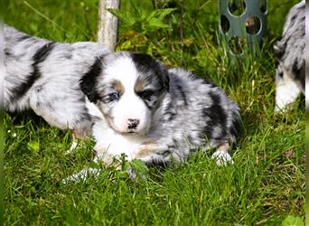 extrem hübsche , bestens sozialisierte Australian Shepherd Welpen aus kontollierter Zucht