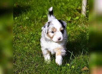 extrem hübsche , bestens sozialisierte Australian Shepherd Welpen aus kontollierter Zucht