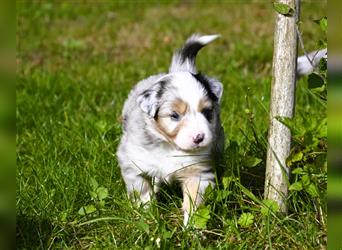 extrem hübsche , bestens sozialisierte Australian Shepherd Welpen aus kontollierter Zucht