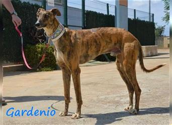 Gardenio 03/2021 (ESP) - traumhafter, verschmuster und sozialer Galgo!