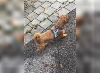 Fröhlicher Rocky sucht ein Zuhause