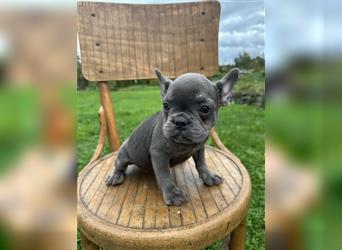 Französische Bulldogge