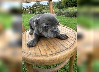 Französische Bulldogge